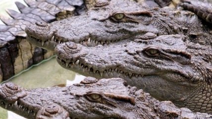 Сотни крокодилов сбежали с фермы на юге Вьетнама