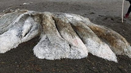 На побережье Камчатки нашли неизвестное существо 