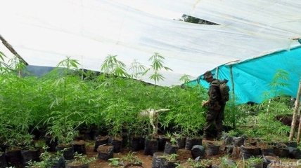 Американский штат Колорадо легализовал марихуану