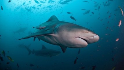 Бычья тупорылая акула