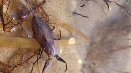 Смотрите под ноги: в Киеве на пляже заметили скорпиона (фото)