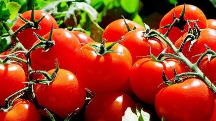  Невибагливі: як і де потрібно зберігати помідори
