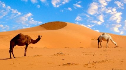 Ученые сделали неожиданное заявление о Сахаре