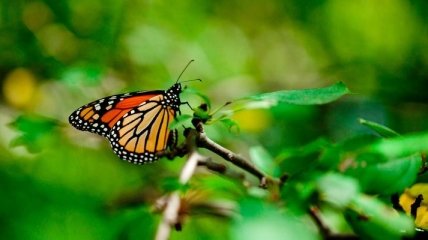 Бабочки-монархи обладают удивительной способностью