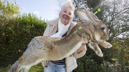 Удивительный мир животных: фото самых массивных кроликов (Фото)