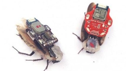 Ученые создали управляемых тараканов-шпионов