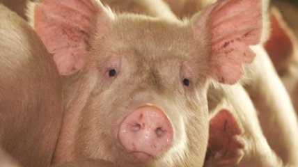 Вспышку африканской чумы у свиней зарегистрировано вблизи Москвы