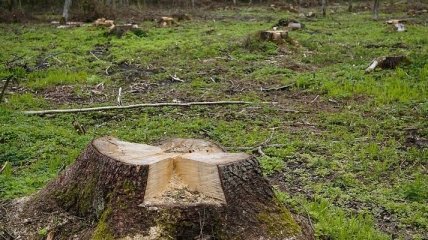 Не только в Киеве "мутные схемы": на Харьковщине масштабно вырубают лес (видео)
