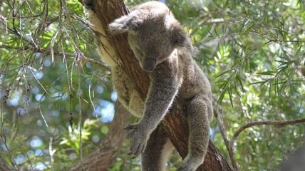 Найбільшу коалу вибрали в Австралії