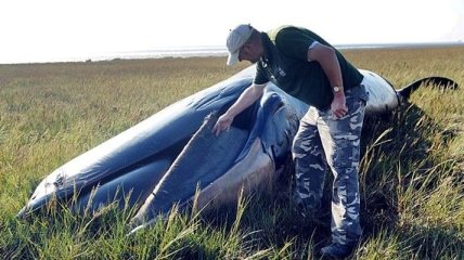 Необъяснимая находка: гигантский кит оказался посреди поля (Фото)