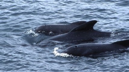 22 кита-гринды выбросились на берег во Флориде