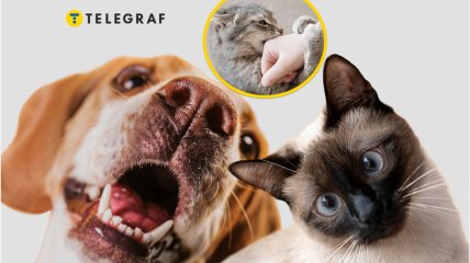 Кот и собака