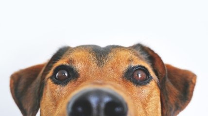 Это что за покемон: Очень милые представители скрещенных пород собак (Фото)