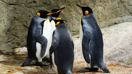 Королевские пингвины часто демонстрируют гомосексуальное поведение в неволе