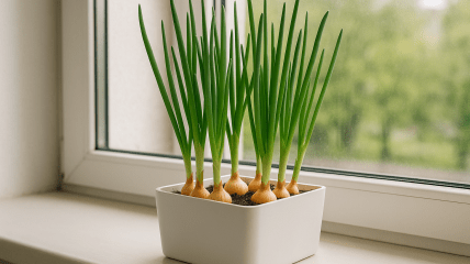 Зелена цибуля