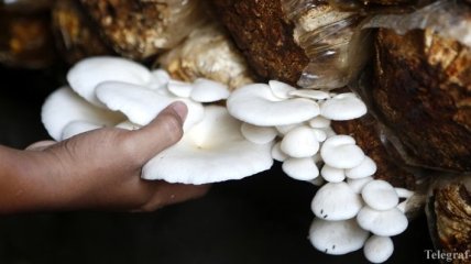Украина увеличила экспорт грибов в 12 раз 