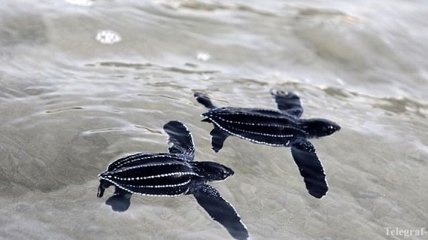 На побережье Таиланда вернулись редкие морские черепахи (Видео)
