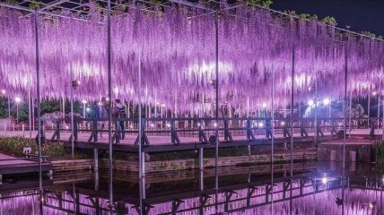 Мир "Аватара" в реальности: Живописный парк с цветущими глициниями в Японии (Фото)