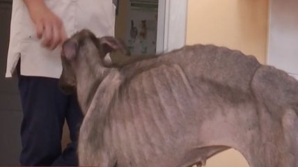Заморенная голодом жестокими хозяевами собака ужаснула прохожих (видео)