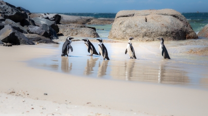 Африканські пінгвіни
