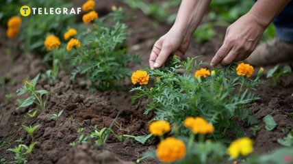 Фацелия может совершать чудеса на огороде (изображение создано с помощью ИИ)