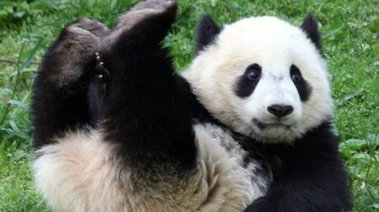 Ученые сделали удивительное открытие о происхождении панд