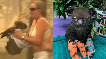 Умер самец коалы, пострадавший в пожаре в Австралии (Видео)
