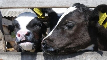 В Украине - 4,7 млн голов крупного рогатого скота