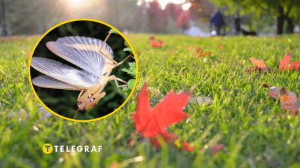 Комаха масово з'явилася восени