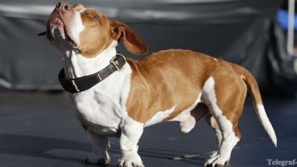 В США прошел конкурс самых уродливых собак мира