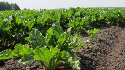 Украина будет осуществлять поставку семян свеклы на рынок ЕС