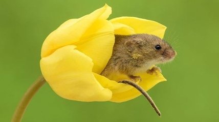 Пробираясь сквозь тюльпаны: парень снимает мышей, которые живут в цветах (Фото) 