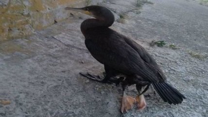 В Киевской области обнаружили странную птицу с четырьмя лапами