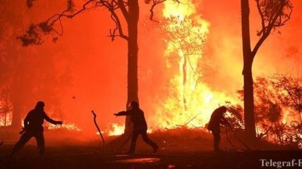 Лесные пожары в Австралии: власти объявили чрезвычайное положение