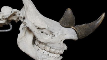 В Винницкой области нашли останки шерстистого носорога