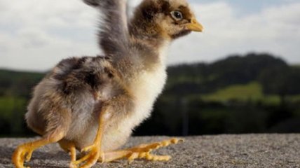 Последствия плохой экологии: цыпленок с четырьмя лапами родился в Индии 