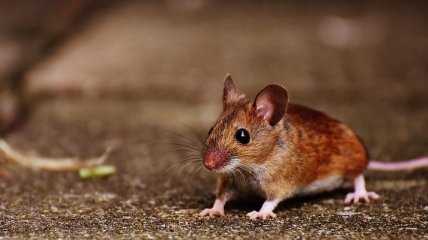Эксперименты на мышах: Ученые продемонстрировали работу "внутренних часов" в клетках печени и кожи