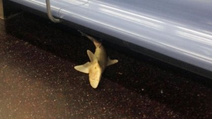 В вагоне метро Нью-Йорка обнаружили акулу (Видео) 