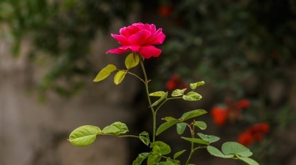 Троянда – прикраса будь-якого квітника