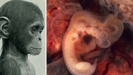 Создан эмбрион-химера обезьяны и человека, просуществующий не больше двух недель
