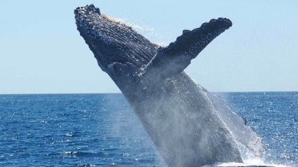 Впервые ученые записали пение японского кита (Видео)