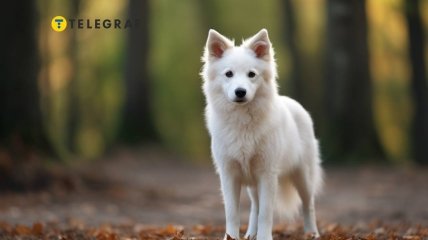 Белый пес — символ успеха и удачи
