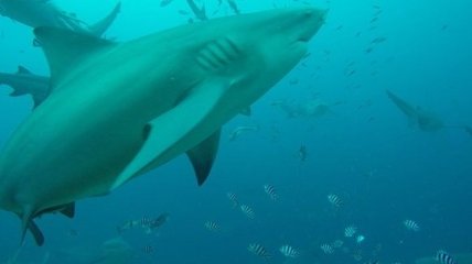 В американском штате Флорида акулы напали на трех человек