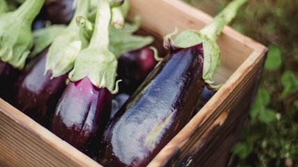 Що приготувати з баклажанів