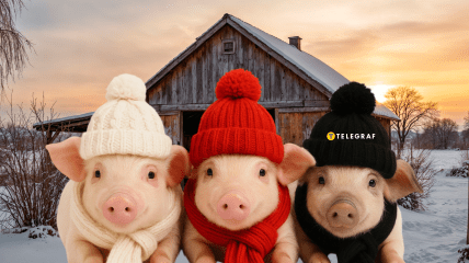 Маленькі поросятка