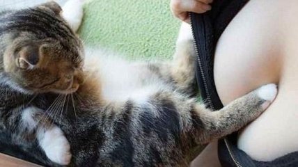 Японский фотограф создал книгу с забавными кошками, которые тоже без ума от женской груди 