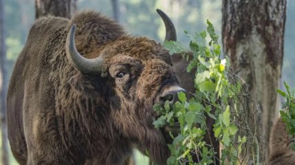 Зубр в лесу