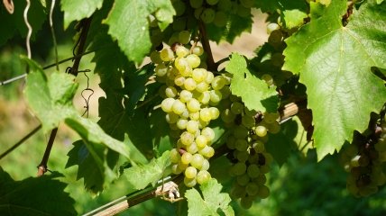 Як збільшити врожайність винограду