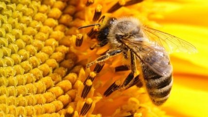 Массовое вымирание пчел к концу века спровоцирует страшный голод