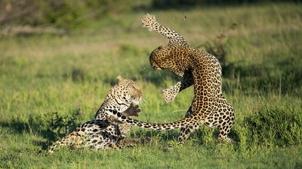 Южная Африка - земля леопардов
